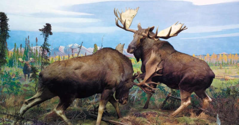 Fighting Elk Copper Sculpture for Sale