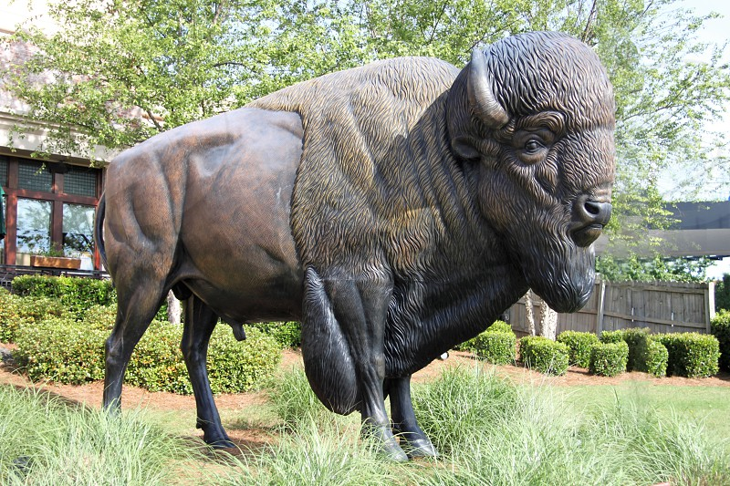 large bronze buffalo statue