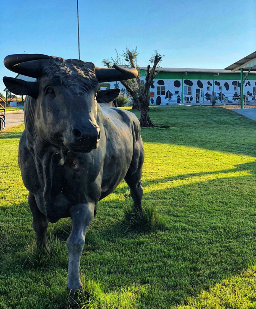 The bronze bull sculpture
