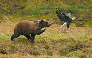 Outdoor bear and eagle