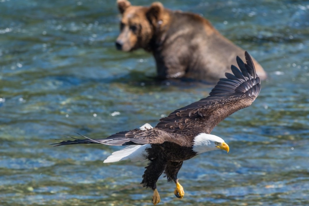 outdoor bear and eagle (2)